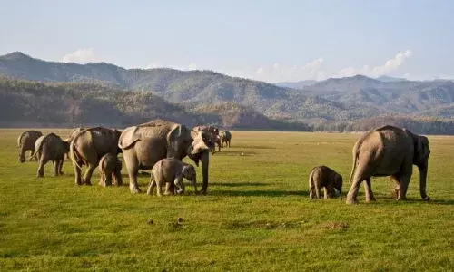 वंतारा वन्यजीव अभयारण्य को दी क्लीन चिट, एसआईटी ने कहा- नियमों का हुआ पालन