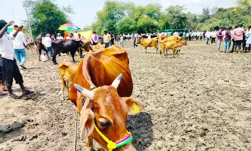 भंडारा के कृषि उपज मंडी में घंटों कीचड़ में खड़े रहकर प्रतीक्षा करते रहे किसान