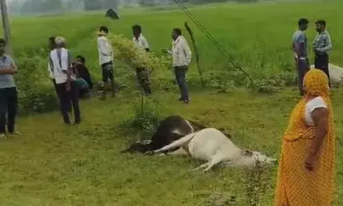 खेत में फैला हाइटेंशन लाईन से करंट, दर्जनभर गौवंश कालकवलित