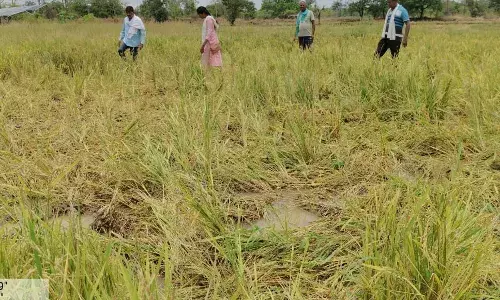 गडचिरोली जिले के पिपरटोला में जंगली हाथियों का उत्पात गडचिरोली जिले के पिपरटोला में जंगली हाथियों का उत्पात