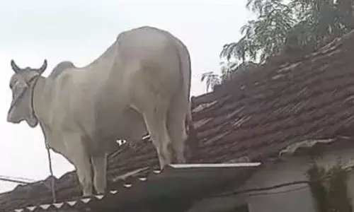 बैल के पीछे पड़े कुत्ते तो उसने किया ऐसा काम कि लोग हो गए हैरान, वीडियो हो रही वायरल बैल के पीछे पड़े कुत्ते तो उसने किया ऐसा काम कि लोग हो गए हैरान, वीडियो हो रही वायरल