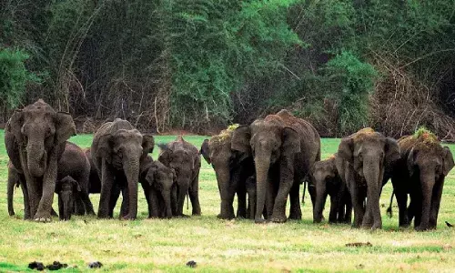 गडचिरोली के अमिर्झा-दिभना मार्ग पर दिखायी दिया जंगली हाथियों का झुंड गडचिरोली के अमिर्झा-दिभना मार्ग पर दिखायी दिया जंगली हाथियों का झुंड