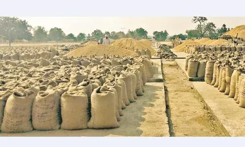 43 करोड़ का धान घोटाला, आरोपियों से वसूल की जाएगी पूरी रकम 43 करोड़ का धान घोटाला, आरोपियों से वसूल की जाएगी पूरी रकम