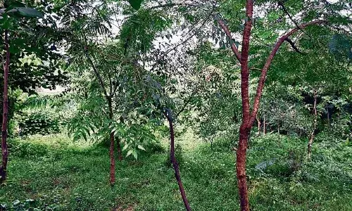 जिस जगह पर लोग फेंकते थे कचरा, वहीं पर बना दिया सुंदर गार्डन
