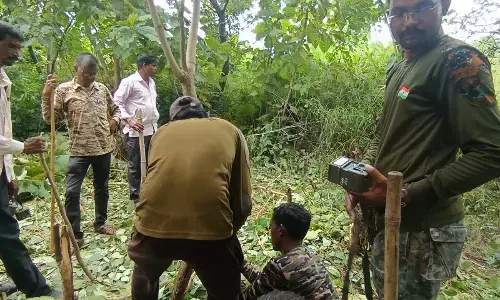 पिता की आंखों के सामने ही बेटे को खींचकर ले गया बाघ