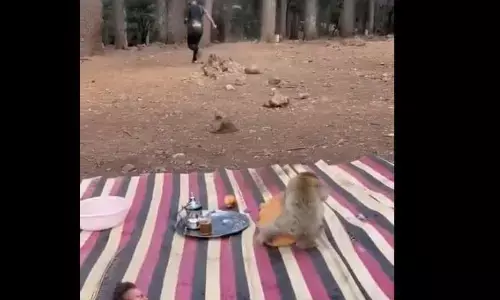 पिकनिक मनाने आए शख्स के खाने को लेकर भागने लगे बंदर, वीडियो देखकर नहीं रुक पाएगी हंसी पिकनिक मनाने आए शख्स के खाने को लेकर भागने लगे बंदर, वीडियो देखकर नहीं रुक पाएगी हंसी