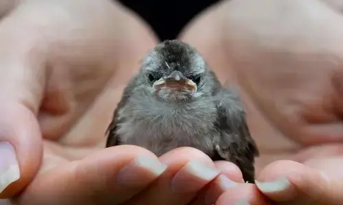 बेटी के बालों से आ रही थी आवाजें, जब पिता ने बालों को खोलकर देखा, तो मिली ऐसी चीज कि उड़ गए सबके होश, यहां देखें वीडियो