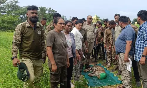 बालक को उठा ले जाने वाली मादा तेंदुआ हुई पिंजराबंद बालक को उठा ले जाने वाली मादा तेंदुआ हुई पिंजराबंद