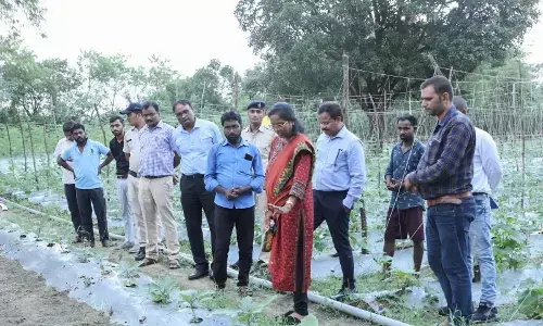 कलेक्टर ने जरुआपुर पहुंचकर उद्यानिकी फसलों का किया अवलोकन कलेक्टर ने जरुआपुर पहुंचकर उद्यानिकी फसलों का किया अवलोकन