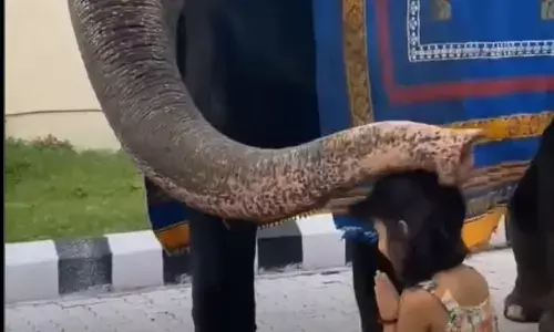 बच्ची ने अपना सिर झुकाकर हाथी को किया नमन, तो हाथी ने भी दिया बच्ची को आशीर्वाद, यहां देखें वीडियो