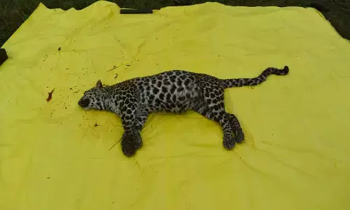 पन्ना टाइगर रिजर्व में दो वर्षीय तेंदुए की संदिग्ध मौत, आपसी संघर्ष की आशंका