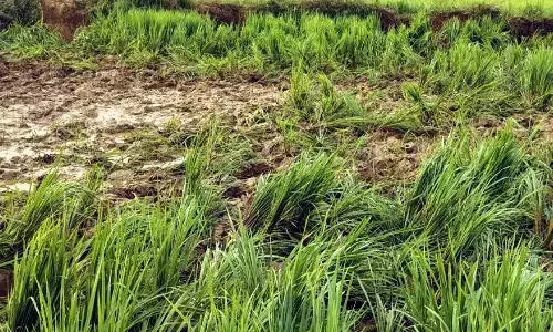 गडचिरोली के देलोड़ा परिसर के खेतों में जंगली हाथियों ने फिर मचाया उत्पात गडचिरोली के देलोड़ा परिसर के खेतों में जंगली हाथियों ने फिर मचाया उत्पात