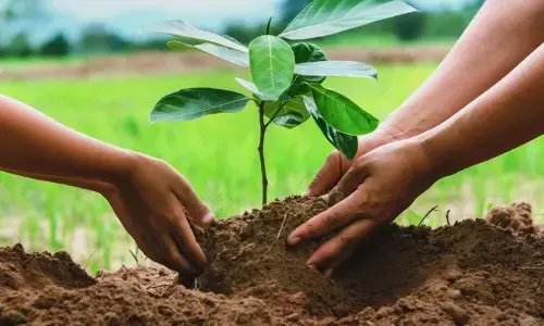 10 नगर निगम ने 500 एकड़ जमीन की पौधारोपण के लिए चिह्नित, सतना में ज्यादा 100 एकड़, जबलपुर में 55, रीवा में 64 एकड़ 10 नगर निगम ने 500 एकड़ जमीन की पौधारोपण के लिए चिह्नित, सतना में ज्यादा 100 एकड़, जबलपुर में 55, रीवा में 64 एकड़