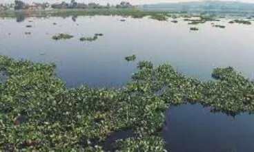 खरपतवार से जल संरचनाओं को खतरा, नगरीय निकायों को सर्वे कर 15 दिन में डीपीआर भेजने के निर्देश खरपतवार से जल संरचनाओं को खतरा, नगरीय निकायों को सर्वे कर 15 दिन में डीपीआर भेजने के निर्देश