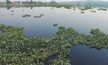 खरपतवार से जल संरचनाओं को खतरा, नगरीय निकायों को सर्वे कर 15 दिन में डीपीआर भेजने के निर्देश खरपतवार से जल संरचनाओं को खतरा, नगरीय निकायों को सर्वे कर 15 दिन में डीपीआर भेजने के निर्देश