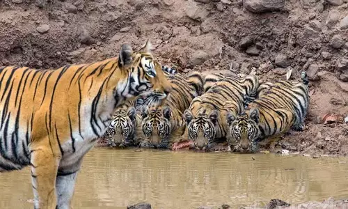 जापानी पर्यटकों को महाराष्ट्र के बाघ दिखाना चाहता है पर्यटन विभाग, ओसाका और टोक्यो एक्सपो में शानदार प्रतिक्रिया