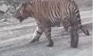 एनएमडीसी हीरा खदान क्षेत्र में नजर आये वनराज एनएमडीसी हीरा खदान क्षेत्र में नजर आये वनराज