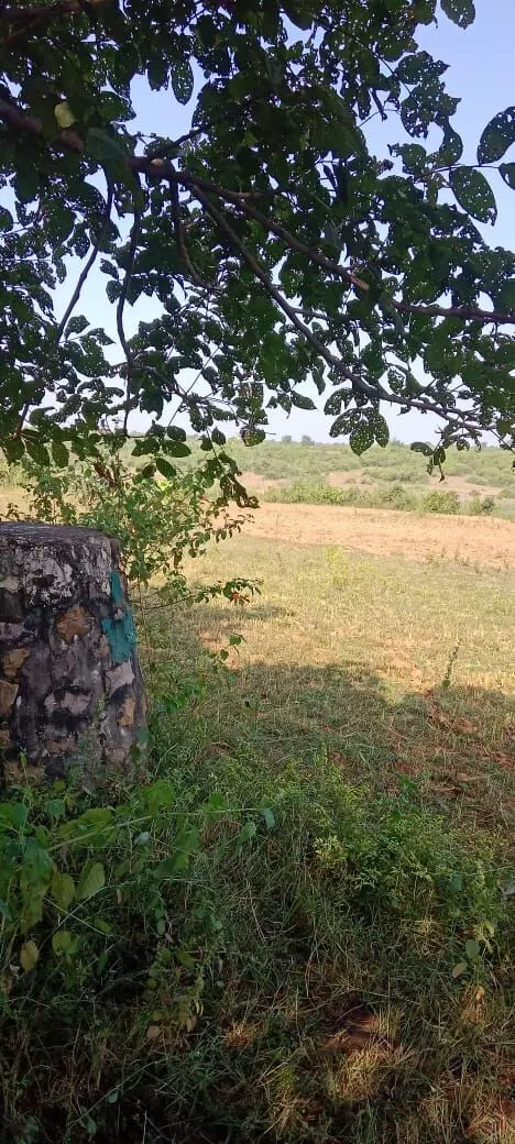 वन विभाग कार्यालय से पांच सौ मीटर की दूरी पर वन भूमि पर दूसरी बार अवैध रूप से जुताई वन विभाग कार्यालय से पांच सौ मीटर की दूरी पर वन भूमि पर दूसरी बार अवैध रूप से जुताई