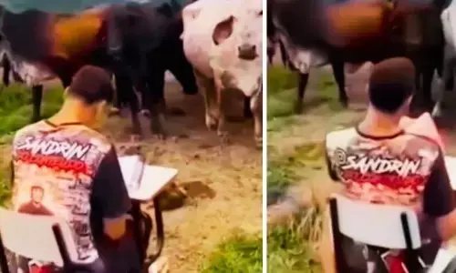 घांस चरने से पहले गायों ने लगवाई अटेंडेंस, समझदारी देखकर यूजर्स रह गए दंग! घांस चरने से पहले गायों ने लगवाई अटेंडेंस, समझदारी देखकर यूजर्स रह गए दंग!