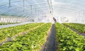 विदेश अध्ययन दौरे पर जाने वाले किसानों को अब दो लाख तक मिलेगा अनुदान - दत्तात्रय भरणे