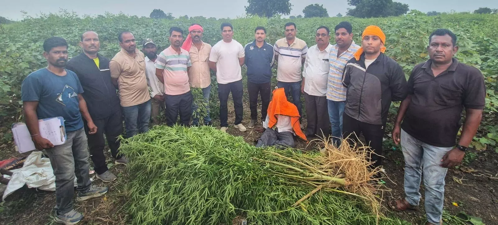नशे की खेती: महागांव के नगरवाड़ी से 37.5 किलो गांजा जब्त नशे की खेती: महागांव के नगरवाड़ी से 37.5 किलो गांजा जब्त