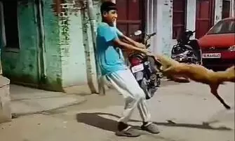 सोते हुए कुत्ते का पैर पकड़ पर परेशान करने लगा लड़का, वीडियो देखकर यूजर्स का फूटा गुस्सा! सोते हुए कुत्ते का पैर पकड़ पर परेशान करने लगा लड़का, वीडियो देखकर यूजर्स का फूटा गुस्सा!