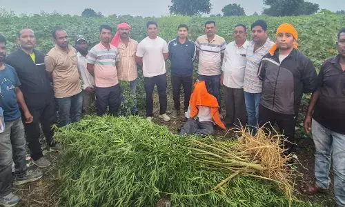 नशे की खेती: महागांव के नगरवाड़ी से 37.5 किलो गांजा जब्त नशे की खेती: महागांव के नगरवाड़ी से 37.5 किलो गांजा जब्त