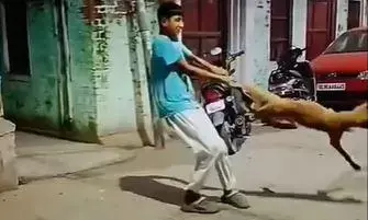 सोते हुए कुत्ते का पैर पकड़ पर परेशान करने लगा लड़का, वीडियो देखकर यूजर्स का फूटा गुस्सा! सोते हुए कुत्ते का पैर पकड़ पर परेशान करने लगा लड़का, वीडियो देखकर यूजर्स का फूटा गुस्सा!