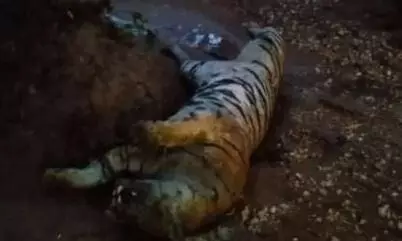 बालाघाट में गुपचुप बाघ जलाने के मामले में डीएफओ अधर गुप्ता के खिलाफ चार्जशीट जारी बालाघाट में गुपचुप बाघ जलाने के मामले में डीएफओ अधर गुप्ता के खिलाफ चार्जशीट जारी