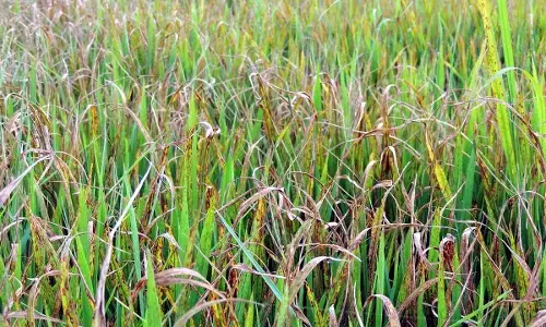 गडचिरोली क्षेत्र में अब धान की फसल पर करपा का आक्रमण गडचिरोली क्षेत्र में अब धान की फसल पर करपा का आक्रमण