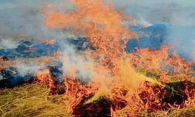 गन्ने के खेतों में आग लगने से सात किसानों की फसल जलकर खाक, लाखों का नुकसान गन्ने के खेतों में आग लगने से सात किसानों की फसल जलकर खाक, लाखों का नुकसान