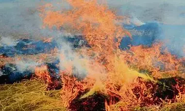 गन्ने के खेतों में आग लगने से सात किसानों की फसल जलकर खाक, लाखों का नुकसान गन्ने के खेतों में आग लगने से सात किसानों की फसल जलकर खाक, लाखों का नुकसान