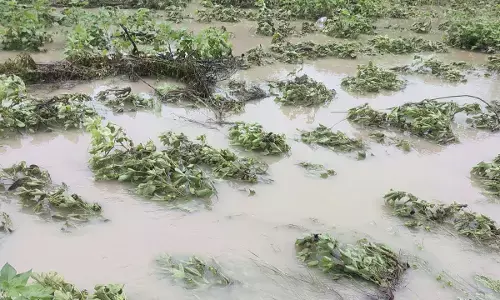 किसानों की निराशा - घोषणाओं की दिवाली में अंधकार, मुआवजे की आस बरकरार किसानों की निराशा - घोषणाओं की दिवाली में अंधकार, मुआवजे की आस बरकरार