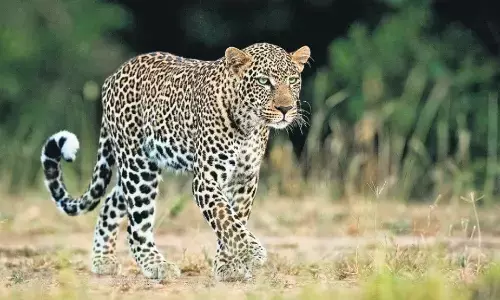 जबलपुर में बन सकती है प्रदेश की पहली लेपर्ड सफारी जबलपुर में बन सकती है प्रदेश की पहली लेपर्ड सफारी
