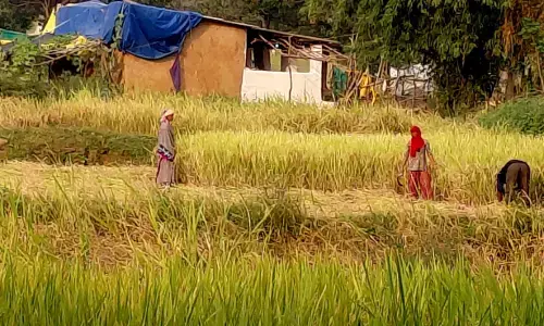 धान की कटाई कर अनाज सुरक्षित करने में जुटे किसान धान की कटाई कर अनाज सुरक्षित करने में जुटे किसान