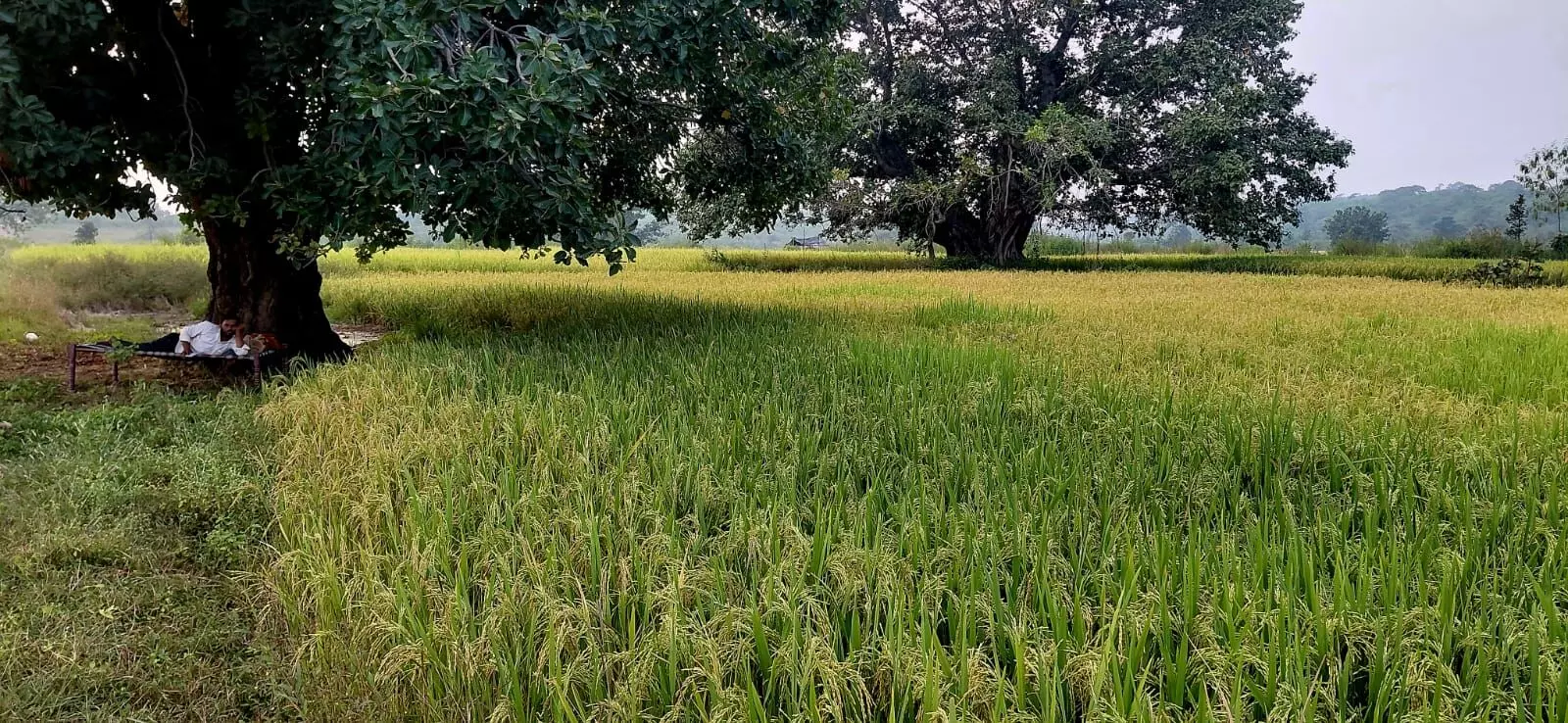आवारा पशुओं के आतंक से परेशान अन्नदाता आवारा पशुओं के आतंक से परेशान अन्नदाता