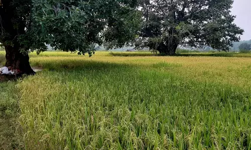 आवारा पशुओं के आतंक से परेशान अन्नदाता आवारा पशुओं के आतंक से परेशान अन्नदाता
