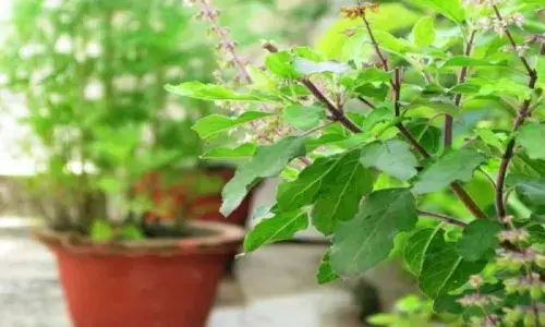 सर्दियों में रहना है फिट तो इन पत्तों का करें सेवन, बुखार-सर्दी से मुफ्त में मिलेगा छुटकारा सर्दियों में रहना है फिट तो इन पत्तों का करें सेवन, बुखार-सर्दी से मुफ्त में मिलेगा छुटकारा