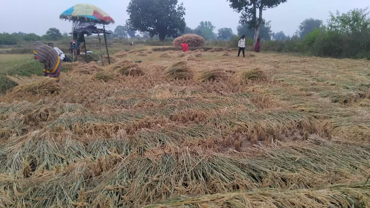 बेमौसम बारिश ने बढाई किसानों की चिंता बेमौसम बारिश ने बढाई किसानों की चिंता