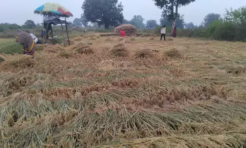 बेमौसम बारिश ने बढाई किसानों की चिंता बेमौसम बारिश ने बढाई किसानों की चिंता