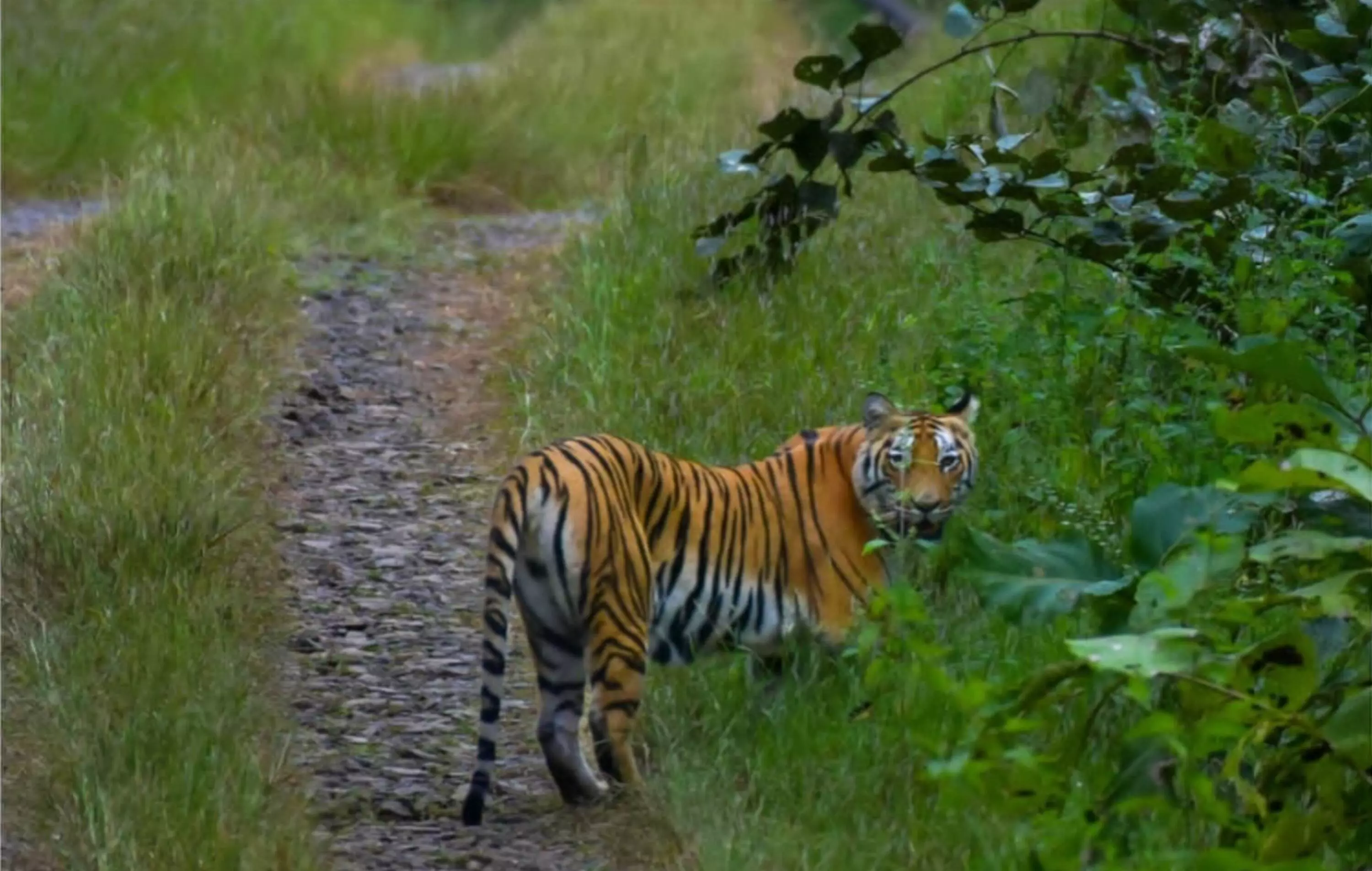 मेलघाट में बाघ दिखाई देने से पर्यटकों में उत्साह मेलघाट में बाघ दिखाई देने से पर्यटकों में उत्साह