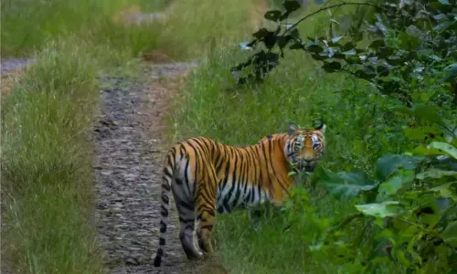 मेलघाट में बाघ दिखाई देने से पर्यटकों में उत्साह मेलघाट में बाघ दिखाई देने से पर्यटकों में उत्साह