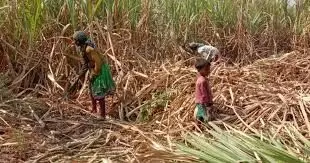 गन्ना खेत से  27 मजदूरों को बंधुआ मजदूरी से छुड़वाया