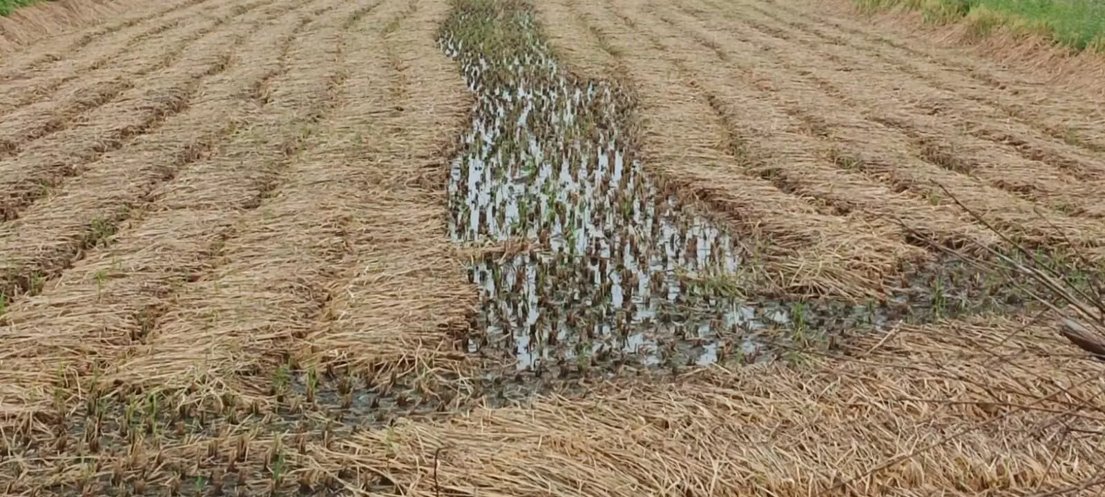 बेमौसम बारिश से किसानों की बढ़ी चिंतायें, धान की पकी खडी और कटी फसल को भारी नुकसान बेमौसम बारिश से किसानों की बढ़ी चिंतायें, धान की पकी खडी और कटी फसल को भारी नुकसान