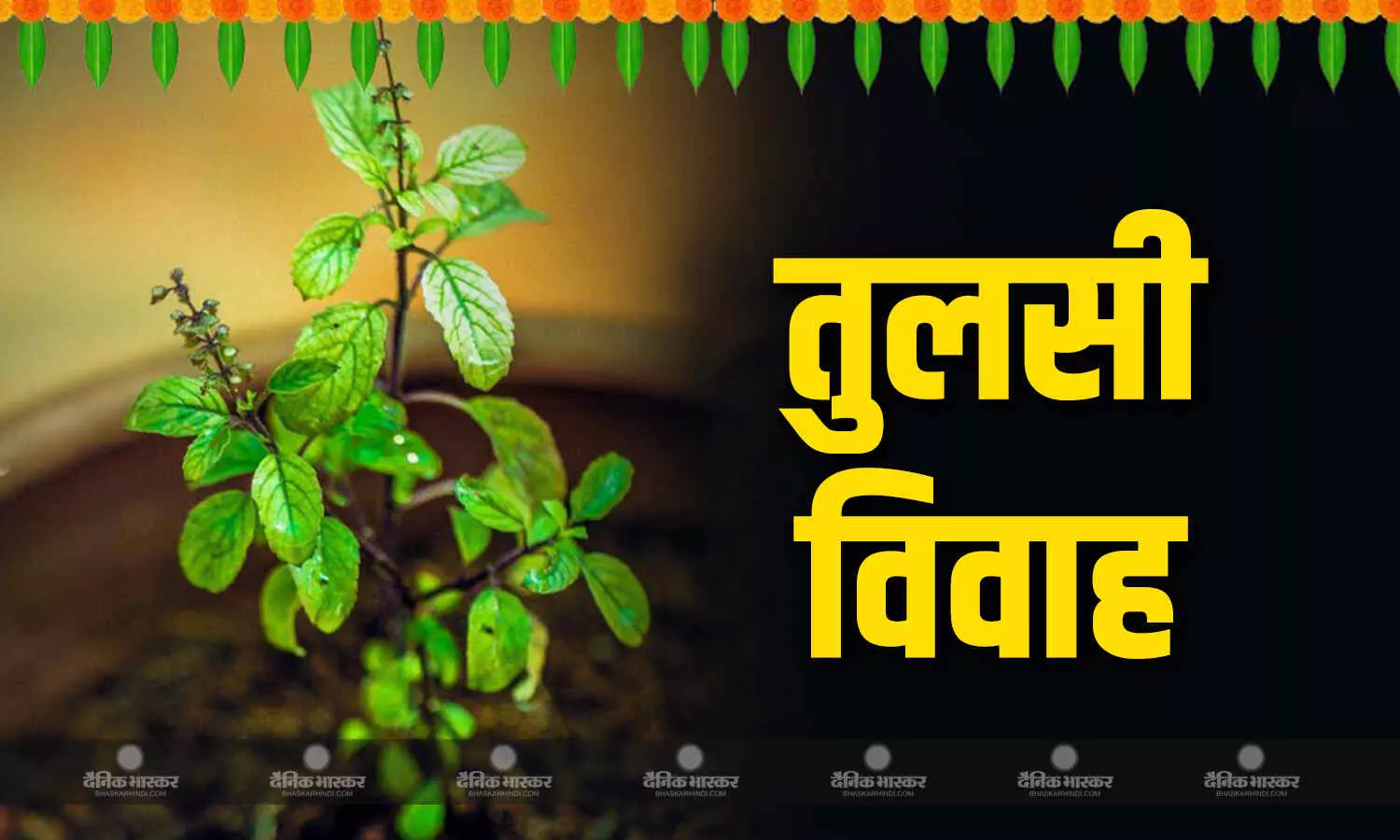 जानिए तुलसी विवाह का शुभ मुहूर्त और पूजन विधि जानिए तुलसी विवाह का शुभ मुहूर्त और पूजन विधि
