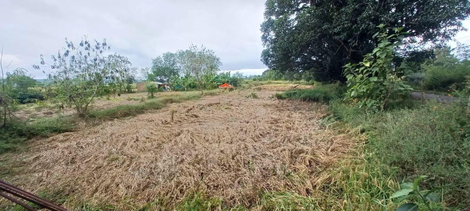 लगातार बारिश से अन्नदाता कर रहे त्राहि-त्राहि, शासन-प्रशासन से मदद की उम्मीद लगातार बारिश से अन्नदाता कर रहे त्राहि-त्राहि, शासन-प्रशासन से मदद की उम्मीद