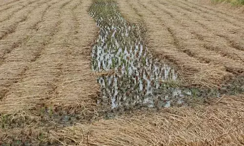 बेमौसम बारिश से किसानों की बढ़ी चिंतायें, धान की पकी खडी और कटी फसल को भारी नुकसान बेमौसम बारिश से किसानों की बढ़ी चिंतायें, धान की पकी खडी और कटी फसल को भारी नुकसान