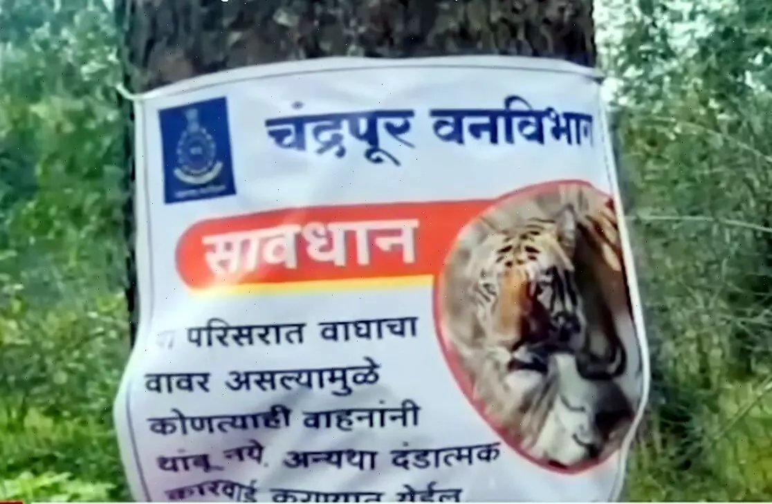 केसलाघाट में बाघिन के हमले रोकने डेढ़ कि.मी. के दायरे में लगायी जाली