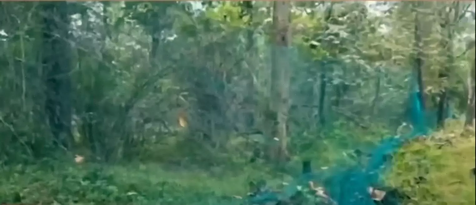 केसलाघाट में बाघिन के हमले रोकने डेढ़ कि.मी. के दायरे में लगायी जाली