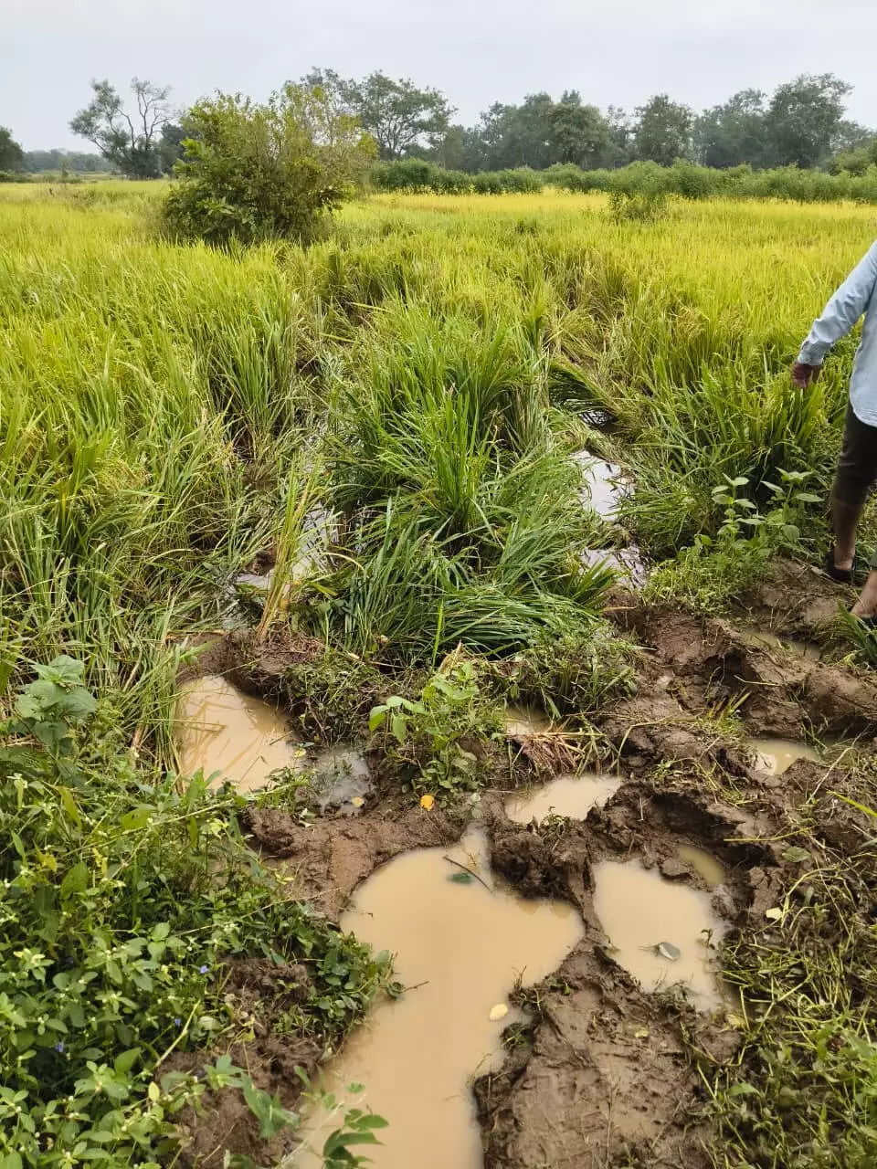गड़चिरोली के कुराडी के खेतों में फिर जंगली हाथियों ने मचाया उत्पात गड़चिरोली के कुराडी के खेतों में फिर जंगली हाथियों ने मचाया उत्पात